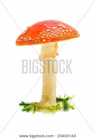 Velké Fly Agaric