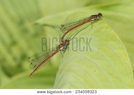 Large Red Damselflies (pyrrhosoma Nymphula) Mating On A Green Leaf