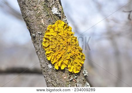 Lichen On Tree Branch. Lichen Grows On Rotten Wood