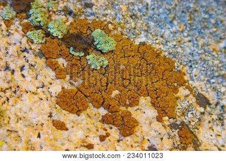 Multicolored Lichens On Stones In The Sierra Nevada, California, Usa. The Sierra Nevada Is A Mountai