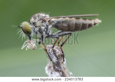 Super Macro Robber Fly With Prey Perching On Treetop