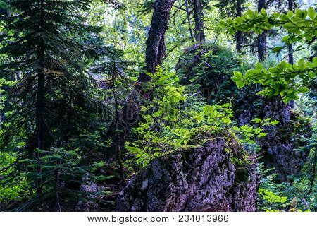 Landscape Of Subalpine Mountain Meadow And Forest In Caucasus, Russia