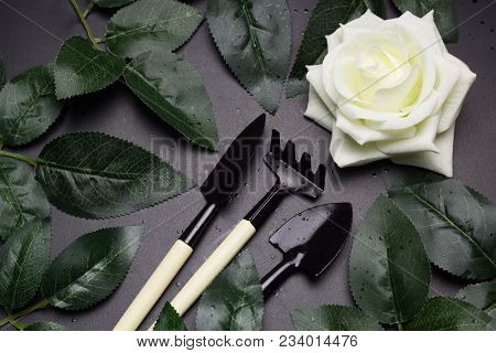 Top View Gardening Tools , Whiterose, Green Rose Leaves