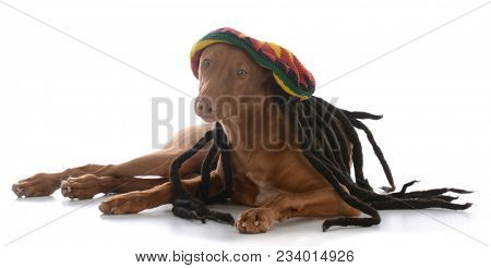 male pharoah hound wearing rastafarian wig on white background