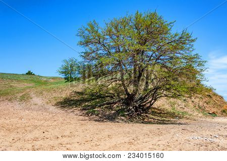 Beautiful View Of Trees Growing On The High Bank Of The Tsimlyansk Reservoir In Russia On Sunny Day