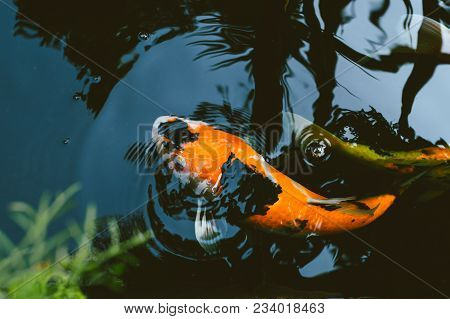 Japan Koi Carp Fish In Pond Vintage Colortone
