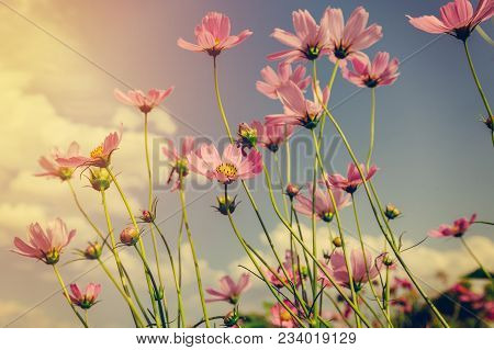 Field Cosmos Flowre And Sunset With Vintage Tone.