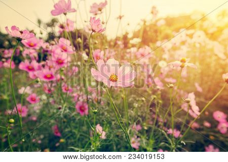 Field Cosmos Flowre And Sunset With Vintage Tone.
