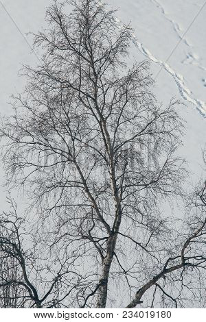 Top View Of Bare Tree Branches And Footprints In The Snow