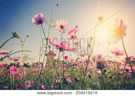 Field Cosmos Flowre And Sunset With Vintage Tone.