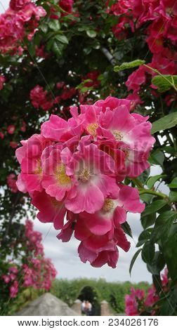 Beautiful Red While Pelargonium Blossoms Among Foliage. Flowers