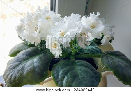 Saintpaulias, Commonly Known As African Violet, Is A Flowering Plants In The Family Gesneriaceae. Po