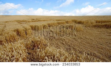 Landscape With Warm Colored Yellow Wheat Crops On Sunny Day On Rural Farmland. Ears Of Golden Wheat 