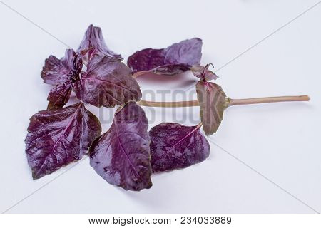 Branch Of Fresh Organic Basil. Viloet Basil On White Background. Diet And Healthy Food Concept.