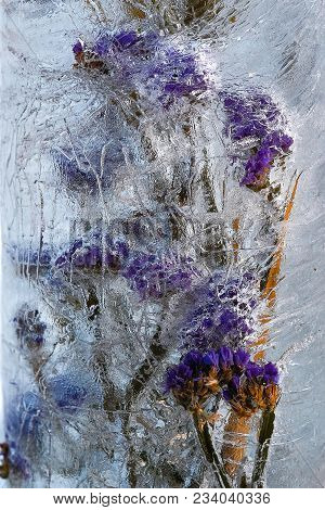 A Beautiful Flower Frozen Into The Ice The Perfect Background