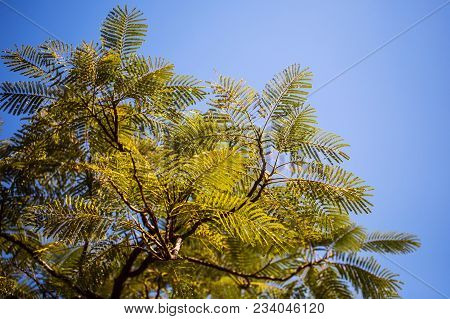 Acacia - A Large Genus Of Flowering Plants Of The Family Legumes. India