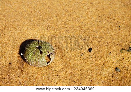 Test (hard Shell) Of A Sea Urchin (echinoidea) Over Yellow Wet Sand On The Beach. The Shell/skeleton