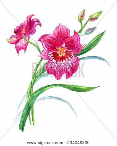 Orchid Miltonia, Watercolor Drawing On A White Background Isolated With Clipping Path.