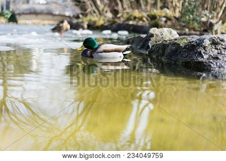 Mallard Duck, Mallard Anas Platyrhynchos, With Green Head In Pond