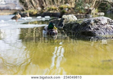 Mallard Duck, Mallard Anas Platyrhynchos, With Green Head In Pond