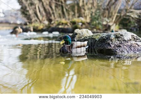 Mallard Duck, Mallard Anas Platyrhynchos, With Green Head In Pond