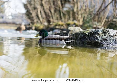Mallard Duck, Mallard Anas Platyrhynchos, With Green Head In Pond