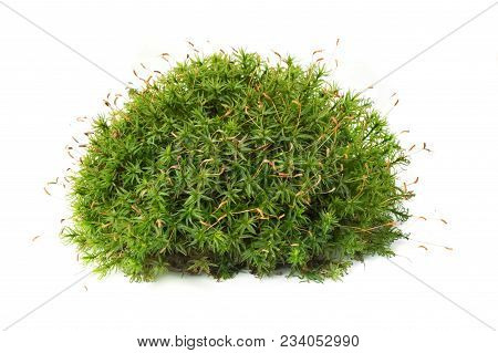 Macro Shot Of Growing Moss On White Background Isolated