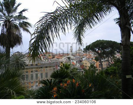 City Panorama View (Old Town) in Italy. At the forefront of palm trees and Caudata strelitzia bird of paradise flowers. Light sky.