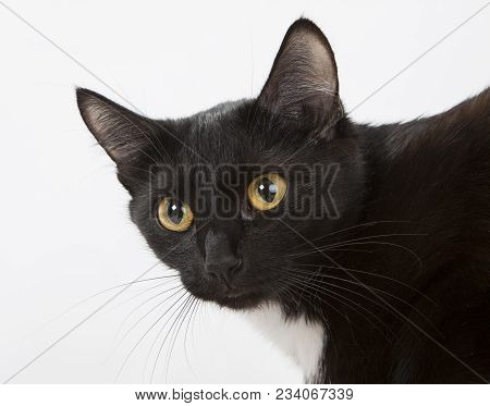 Portrait Of A Black Cat Looking At The Camera On A White Background.