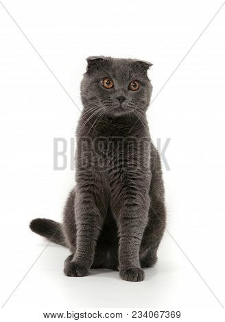 Portrait Of A Gray Cat Looking At The Camera On A White Background. The Scottish Fold.
