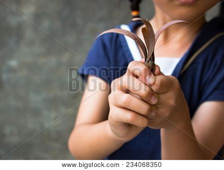The Hand Holding The Winged Seed With A Dark Background. Winged Seed Is A Tropical Forest Tree.