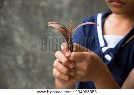 The Hand Holding The Winged Seed With A Dark Background. Winged Seed Is A Tropical Forest Tree.