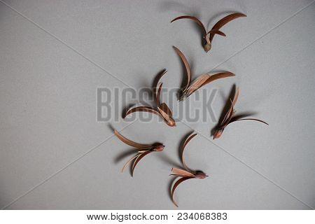 The winged seed on the white background. winged seed is a tropical forest tree