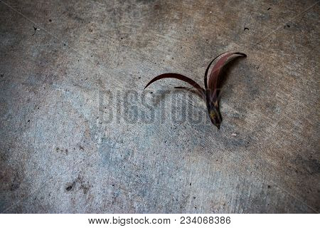 The Winged Seed On The Cement Background. Winged Seed Is A Tropical Forest Tree.