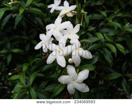 Closeup Jasmine Flowers And Leaves On Dark Background