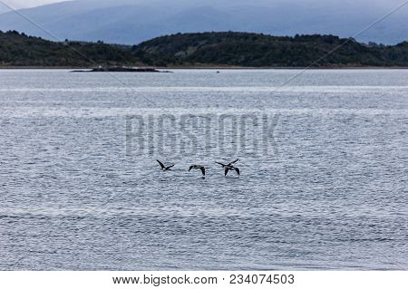 Birds Flying Just Above The Icy Waters Around Isla Martillo, Ushuaia, Patagonia, Argentina.