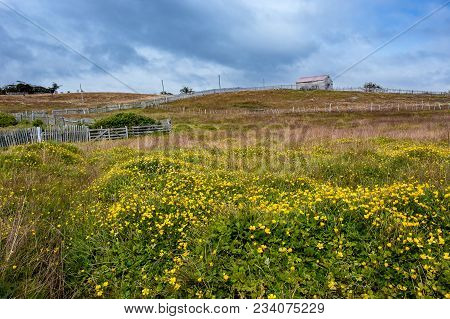 Farm With Picket Fence Under Stormy Skies. Yellow Daisies Shaking Under The Strong Wind In The Foreg