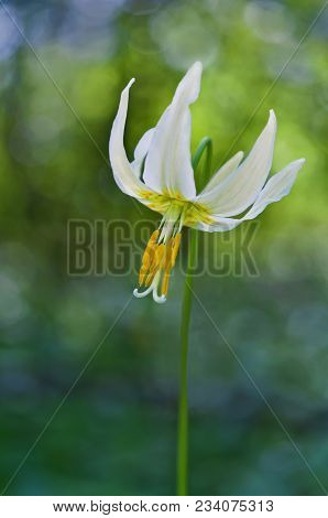 Closeup Of Single White Fawn Lily Flower