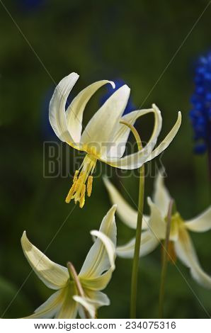 Closeup Of Single White Fawn Lily Flower In Sunlight (erythronium Oregonum)