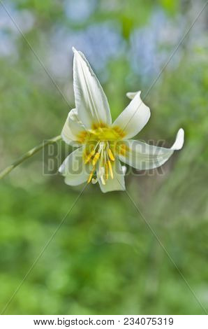 Closeup Of Single White Fawn Lily Flower With Yellow Stamen (erythronium Oregonum)