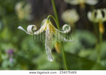 Closeup Of Single White Fawn Lily Flower (erythronium Oregonum) With Whimsical Curled Petals