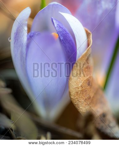 Violet Crocus Vernus In The Garden Macro Photography