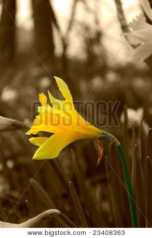 Jonquil