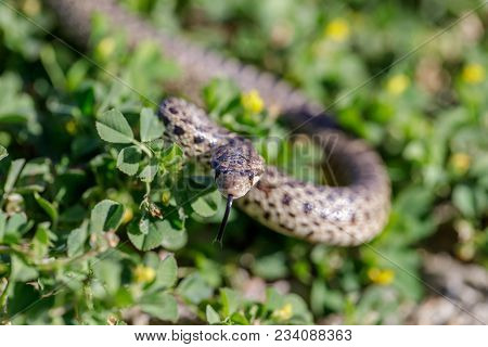 Pacific Gopher Snake (pituophis Catenifer Catenifer) Adult In Defensive Posture. Alameda County, Cal