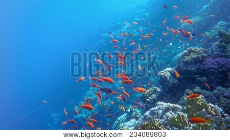 Underwater World Of The Red Sea, Fish Antias Golden, Corals, At A Depth Of 5 Meters, Near The Water 