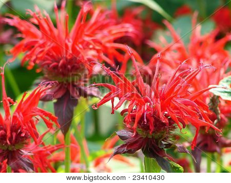 Bee Balm blomster