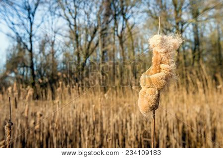 Overblown Female Flower Spike Of A Common Bulrush Or Typha Latifolia Plant In A Marshy Area Of A Dut