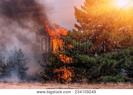Forest Fires And Wind Dry Completely Destroy The Forest And Steppe During A Severe Drought In Southe