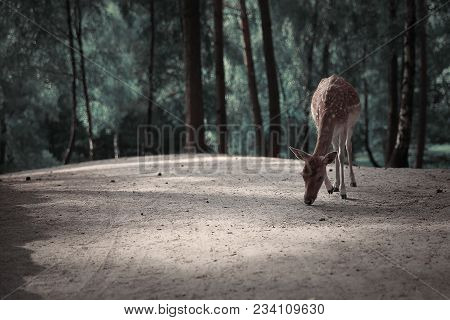 Image Of Lonely Deer In Autumn Forest Landscape