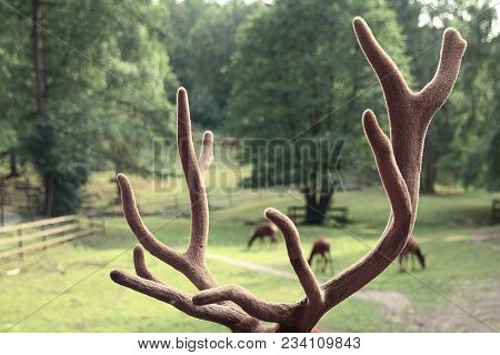 Fluffy Elk Horns In Soft Green Background